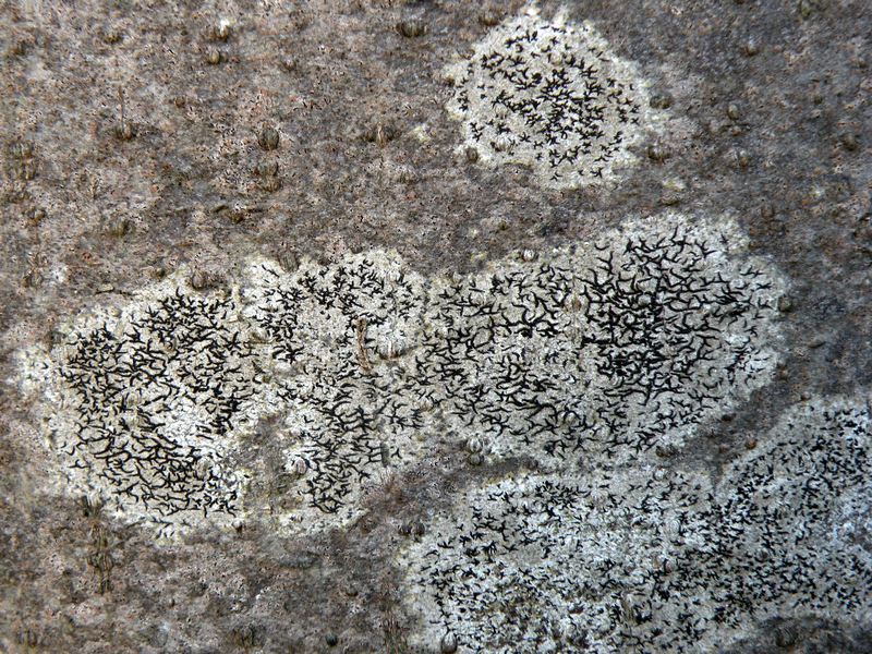 Opegrapha